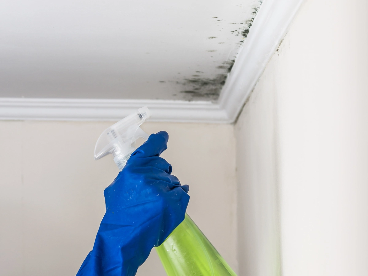 mold removal mold removal